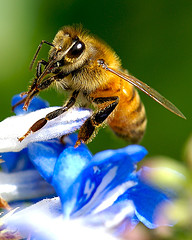 Bee Portrait!