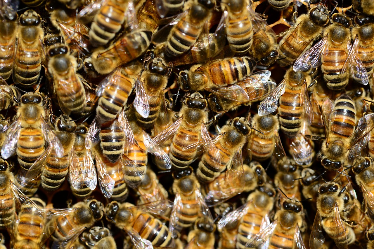 honey-292132_1280