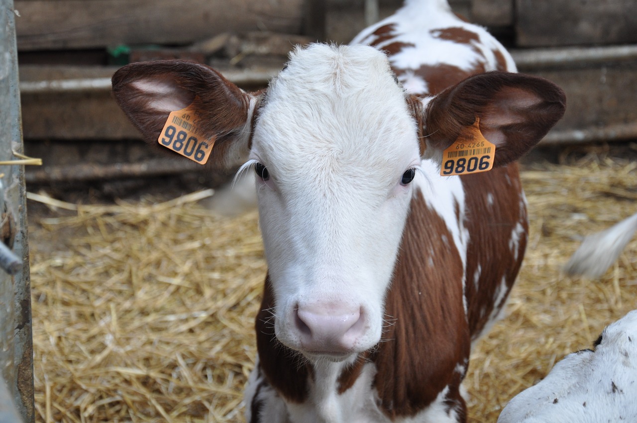 veal-1183104_1280