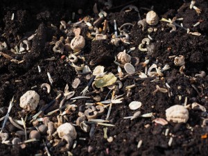 flower-seeds-1061638_1280