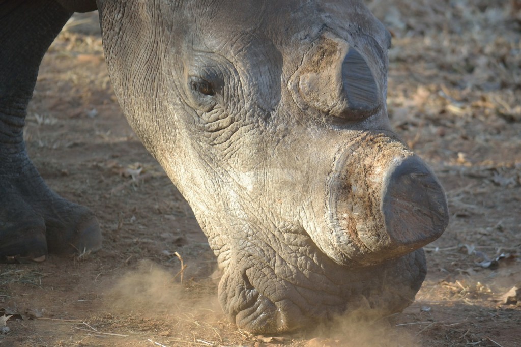 white-rhino-399558_1280